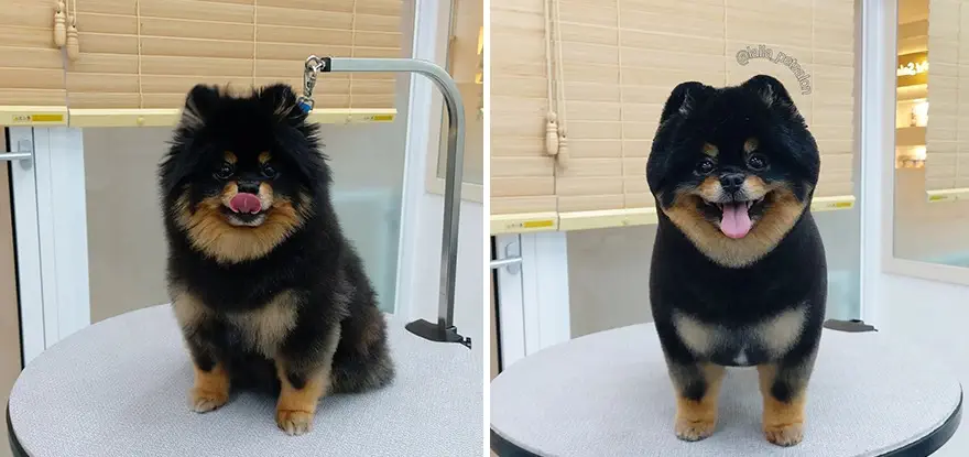 In Korea Dog Hair Salon Goes Viral For Cute Cuts On Its Customers 64E758752E5E3 Png 880