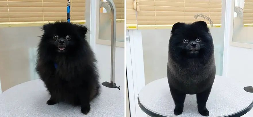 In Korea Dog Hair Salon Goes Viral For Cute Cuts On Its Customers 64E758777290C Png 880