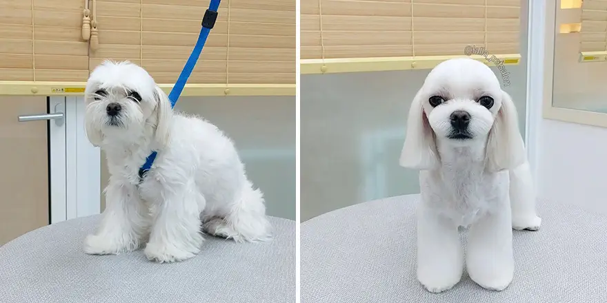 In Korea Dog Hair Salon Goes Viral For Cute Cuts On Its Customers 64E7587A32D63 Png 880