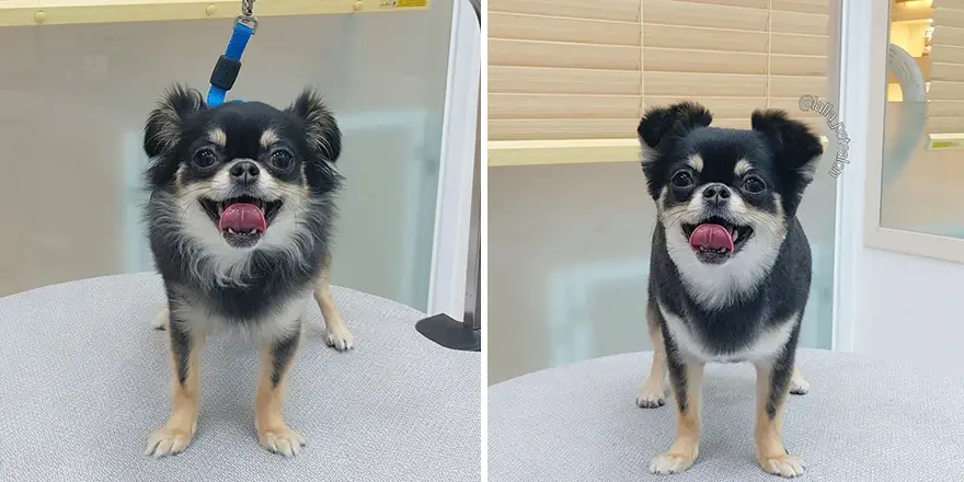 In Korea Dog Hair Salon Goes Viral For Cute Cuts On Its Customers 64E7587C286Fe Png 880