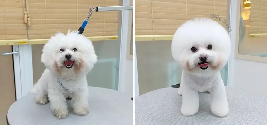 In Korea Dog Hair Salon Goes Viral For Cute Cuts On Its Customers 64E7587F89Bf6 Png 880