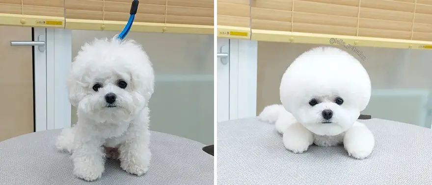 30 Amazing Professional Dog Groomers Delivering Adorable Canine Makeovers