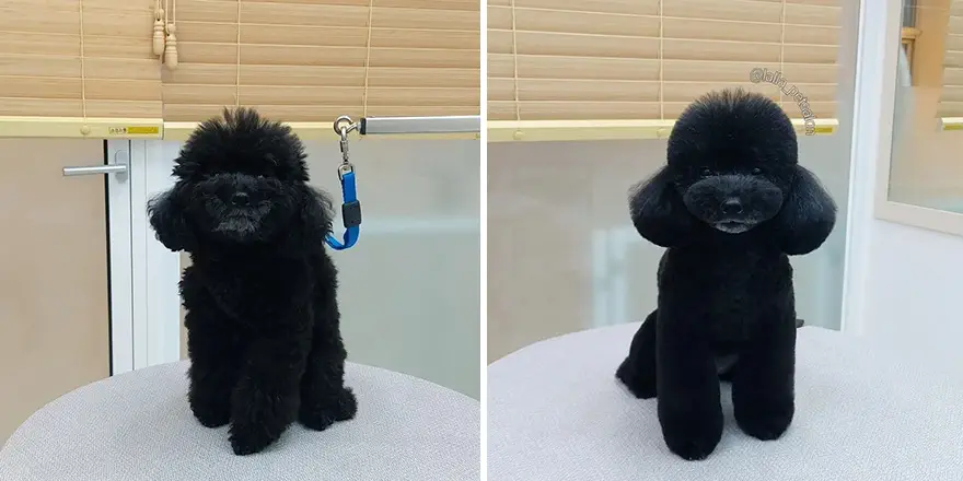 In Korea Dog Hair Salon Goes Viral For Cute Cuts On Its Customers 64E75886294A1 Png 880