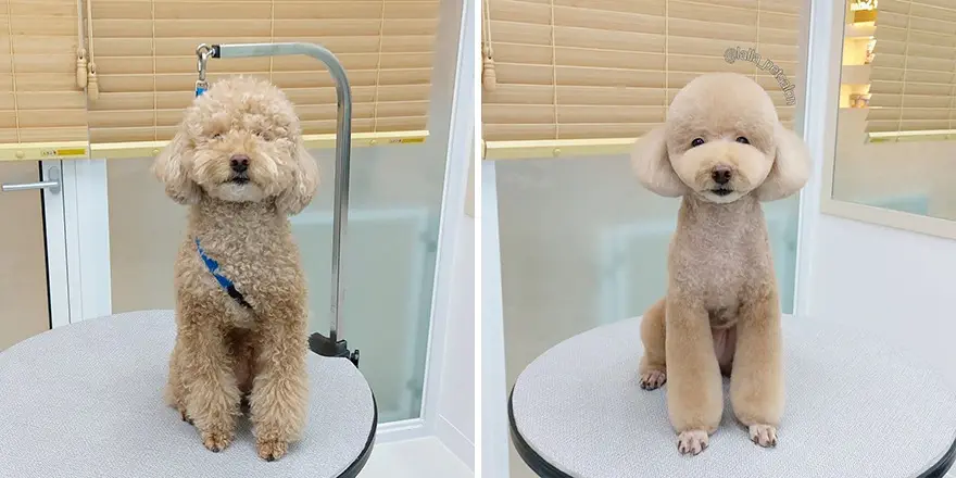 30 Amazing Professional Dog Groomers Delivering Adorable Canine Makeovers