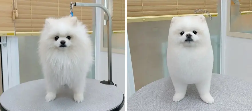 In Korea Dog Hair Salon Goes Viral For Cute Cuts On Its Customers 64E7588E0Fb49 Png 880