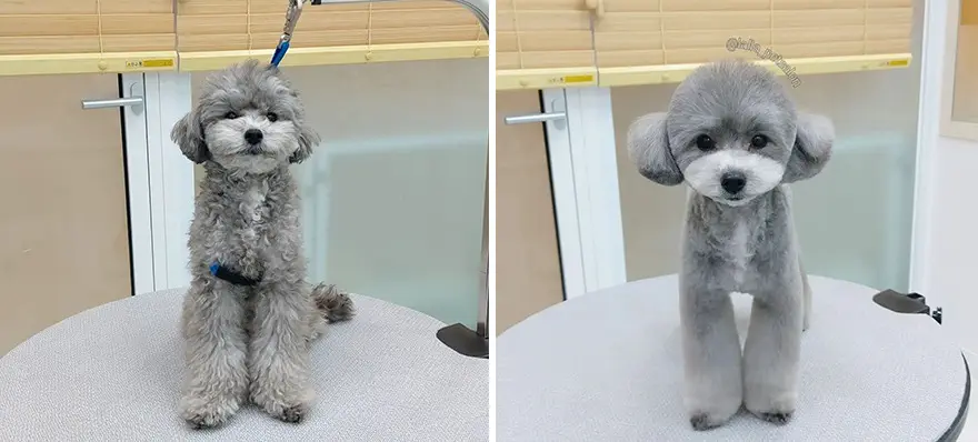 In Korea Dog Hair Salon Goes Viral For Cute Cuts On Its Customers 64E75890B1086 Png 880