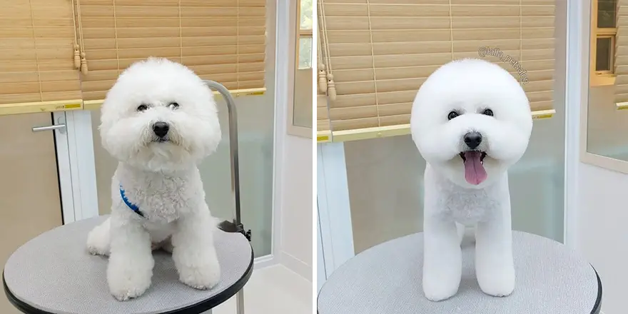 In Korea Dog Hair Salon Goes Viral For Cute Cuts On Its Customers 64E758935247E Png 880