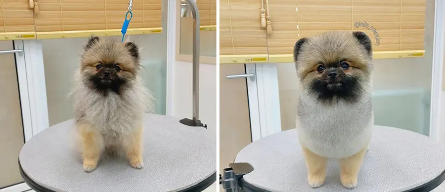 30 Amazing Professional Dog Groomers Delivering Adorable Canine Makeovers