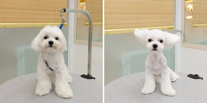 In Korea Dog Hair Salon Goes Viral For Cute Cuts On Its Customers 64E7589Ae1167 Png 880