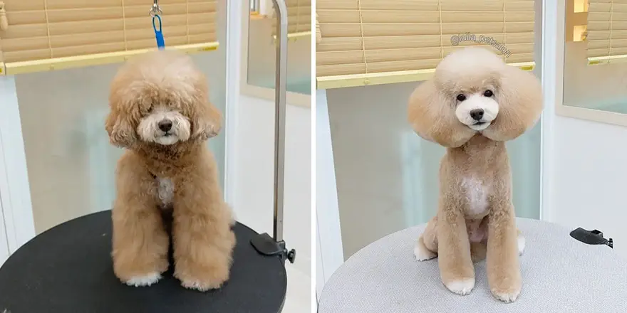 30 Amazing Professional Dog Groomers Delivering Adorable Canine Makeovers