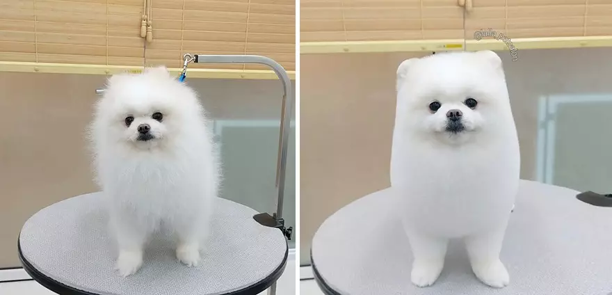 30 Amazing Professional Dog Groomers Delivering Adorable Canine Makeovers
