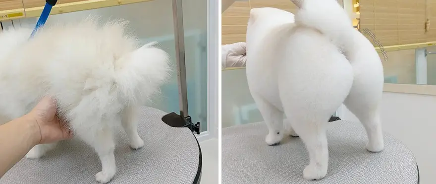 In Korea Dog Hair Salon Goes Viral For Cute Cuts On Its Customers 64E758A7319F3 Png 880