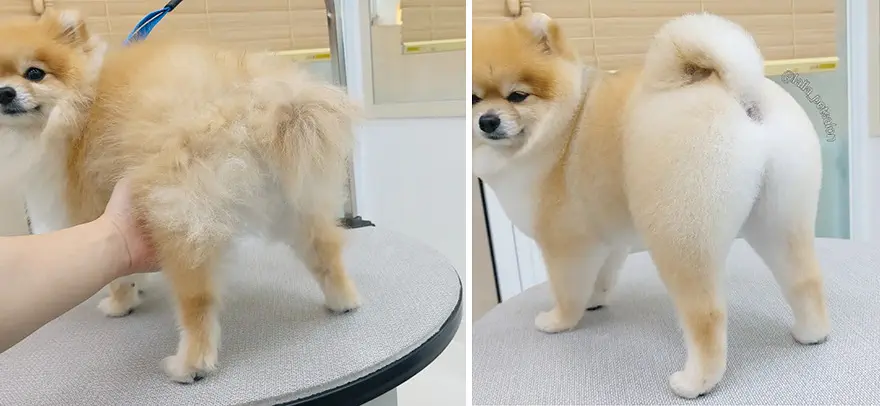 In Korea Dog Hair Salon Goes Viral For Cute Cuts On Its Customers 64E758Aa0Fa3B Png 880