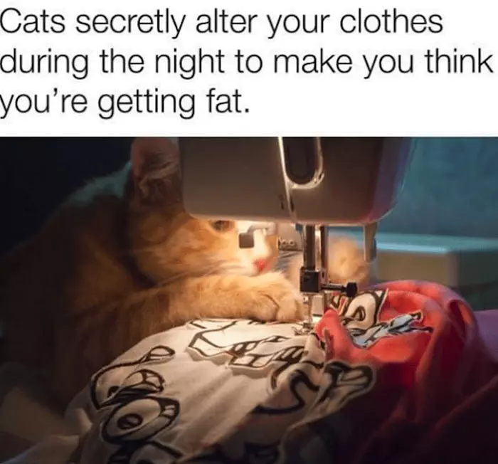 Funny Adorable Cat Memes Happycat318 1 64Ccbb0C08678 700