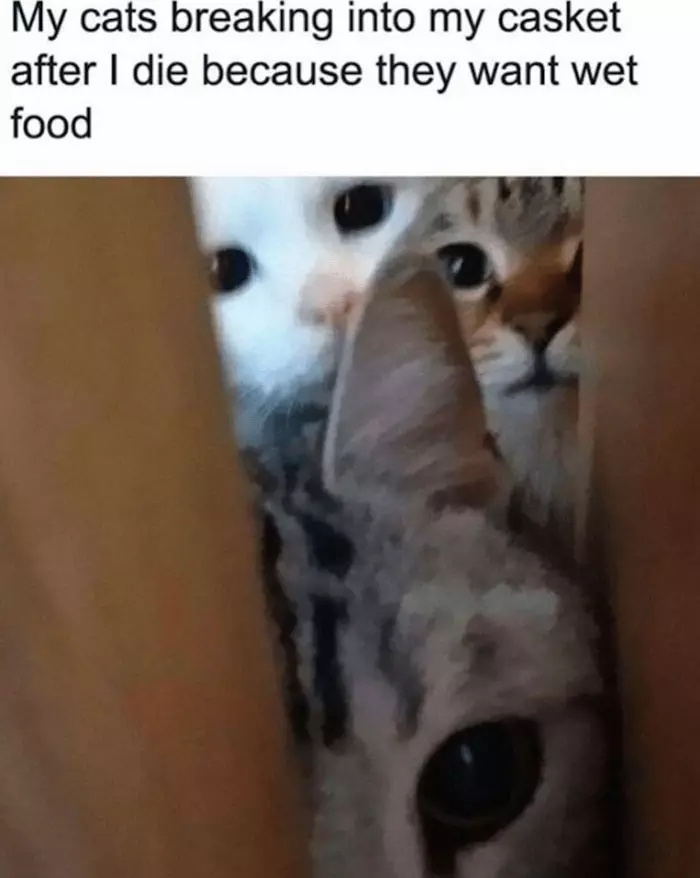 Funny Adorable Cat Memes Happycat318 5 64Ccbb1366503 700