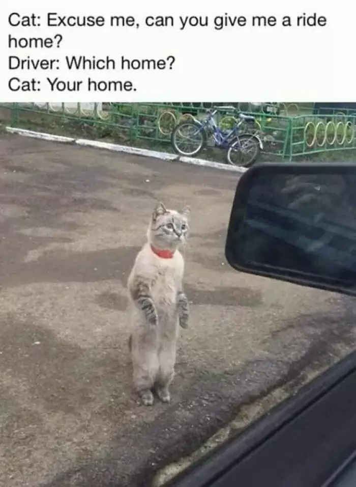 30 Hilarious Cat Posts And Memes