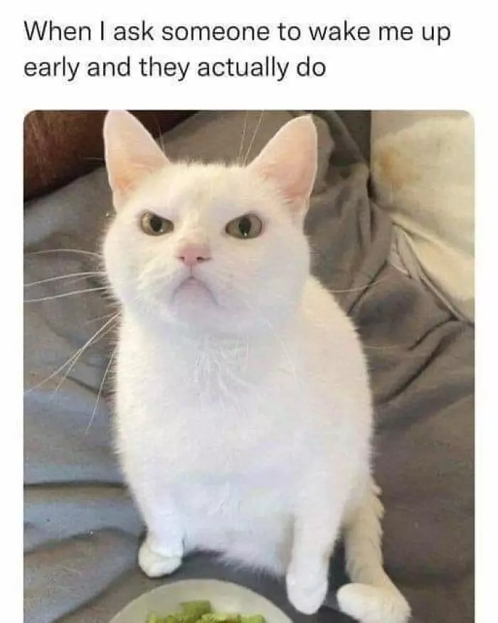 30 Hilarious Cat Posts And Memes