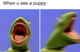 Kermit The Frog Memes 24 649C2D865E517 700