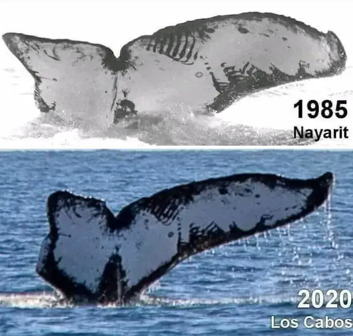Old Photos In Real Life Then Vs Now9 64D0F2Ad99D76 700