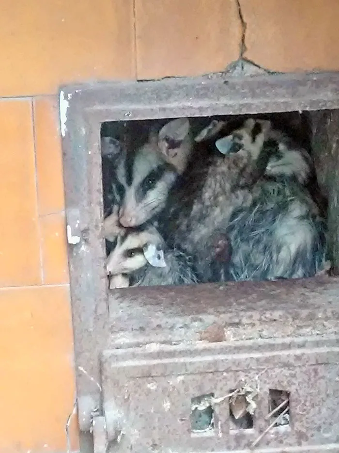 Unfortunate Fails Bad Day 321 64Cc8D9E447Dd 700