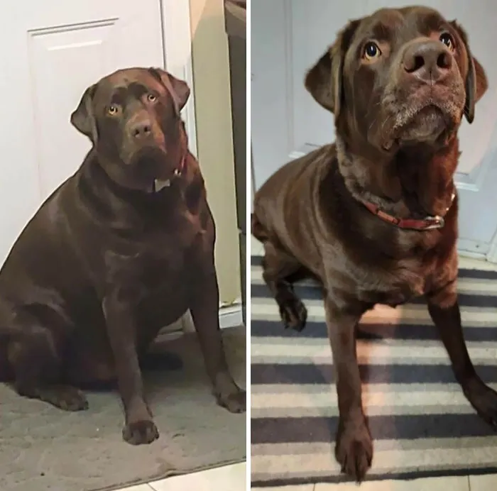 Dogs Losing Weight Before After 1 64Ef4Eb04236E 700