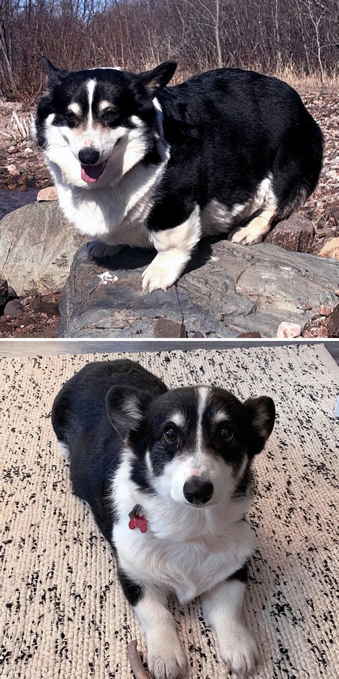 Dogs Losing Weight Before After 10 64D37C97883Fc 700