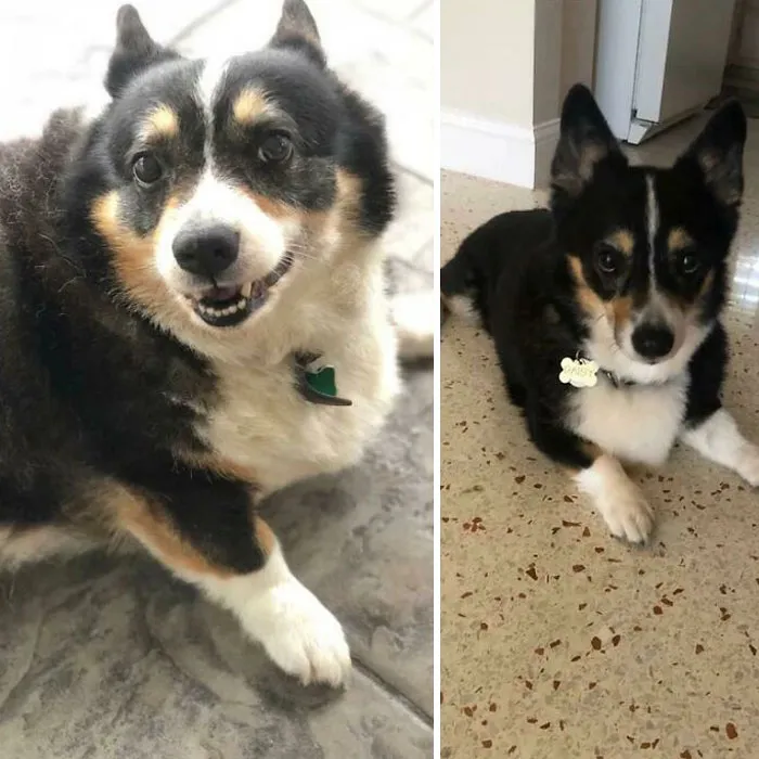 Dogs Losing Weight Before After 11 64F0227Aa7Cb6 700