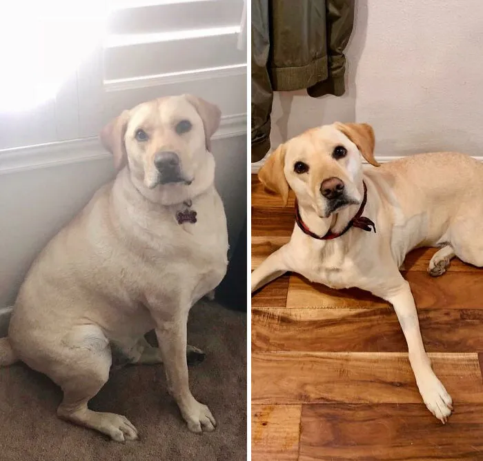 30 Incredibly Heartwarming Dog Weight Loss Transformations
