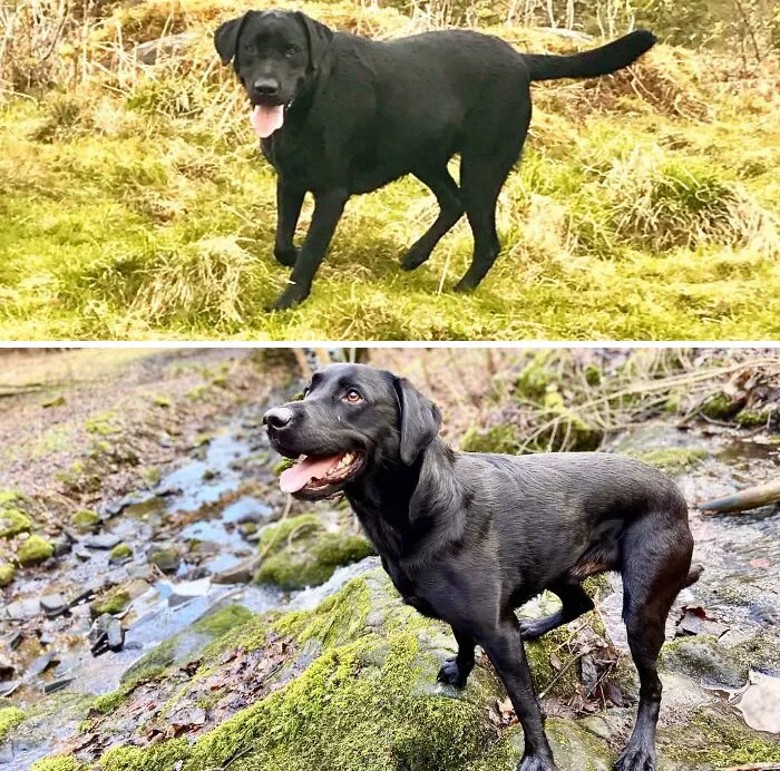 Dogs Losing Weight Before After 15 64F023C2B0D16 700