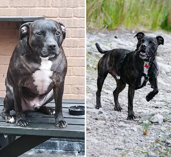 30 Incredibly Heartwarming Dog Weight Loss Transformations
