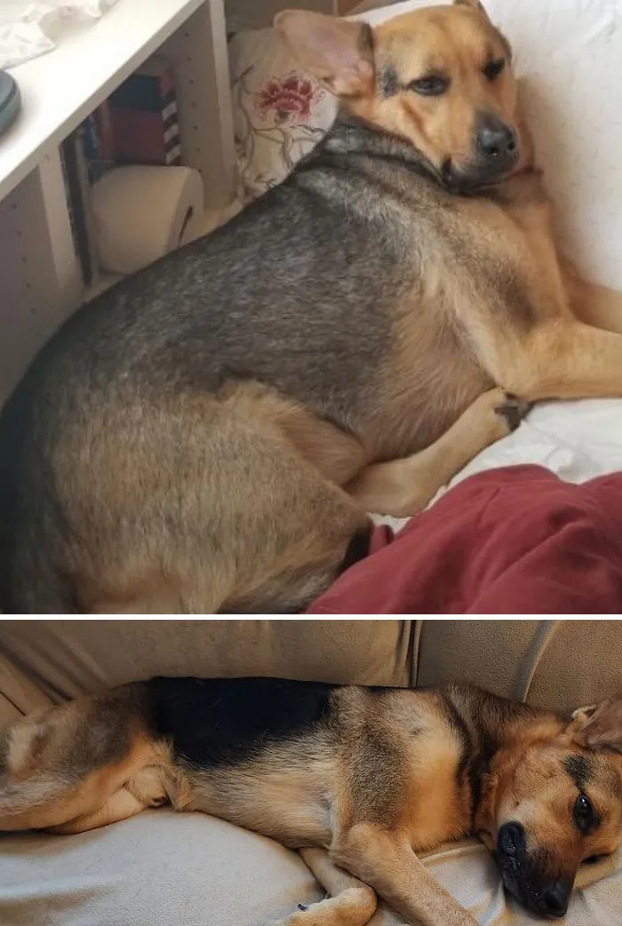 Dogs Losing Weight Before After 18 64F025B2D0583 700