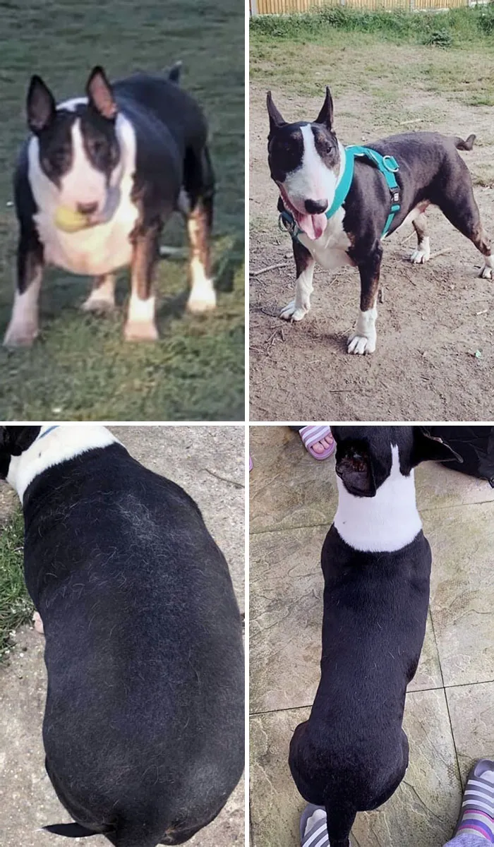 Dogs Losing Weight Before After 19 64D391Ab68665 700