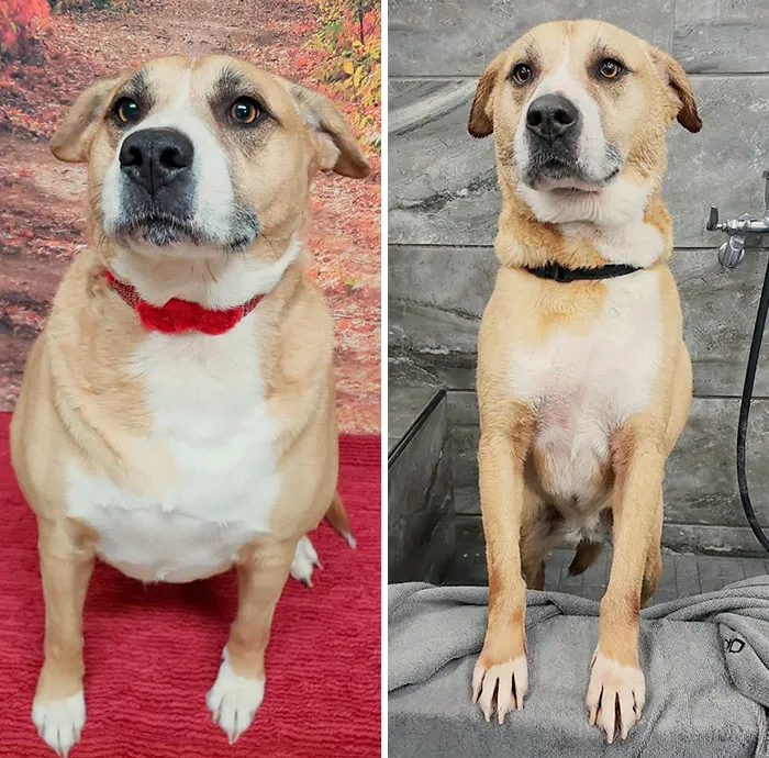 Dogs Losing Weight Before After 19 64D5E085158F2 Png 700
