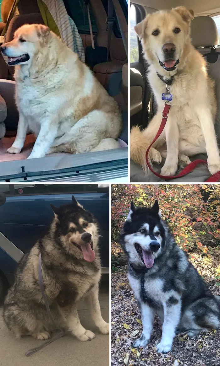 Dogs Losing Weight Before After 2 64Ef4Fe5E548F 700