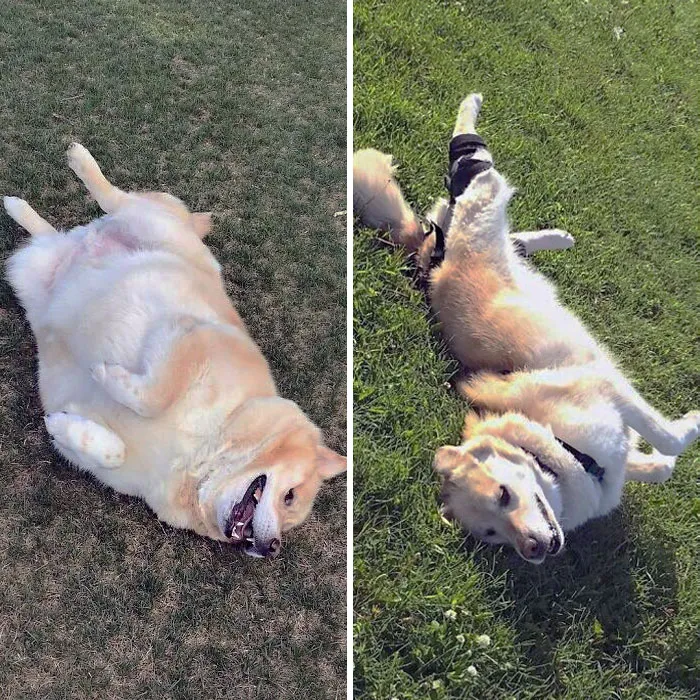 Dogs Losing Weight Before After 29 64D3A7Ed4431D 700