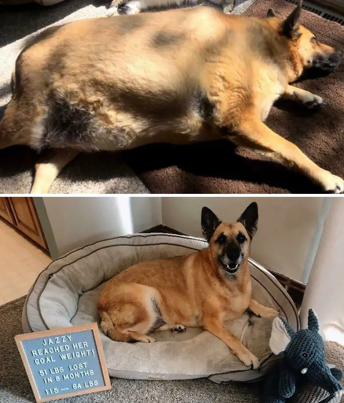 Dogs Losing Weight Before After 29 64F03126952Aa 700