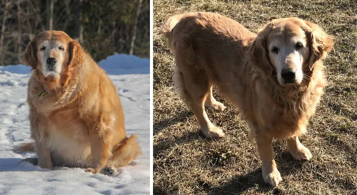 Dogs Losing Weight Before After 32 64F03C66Ba66B 700