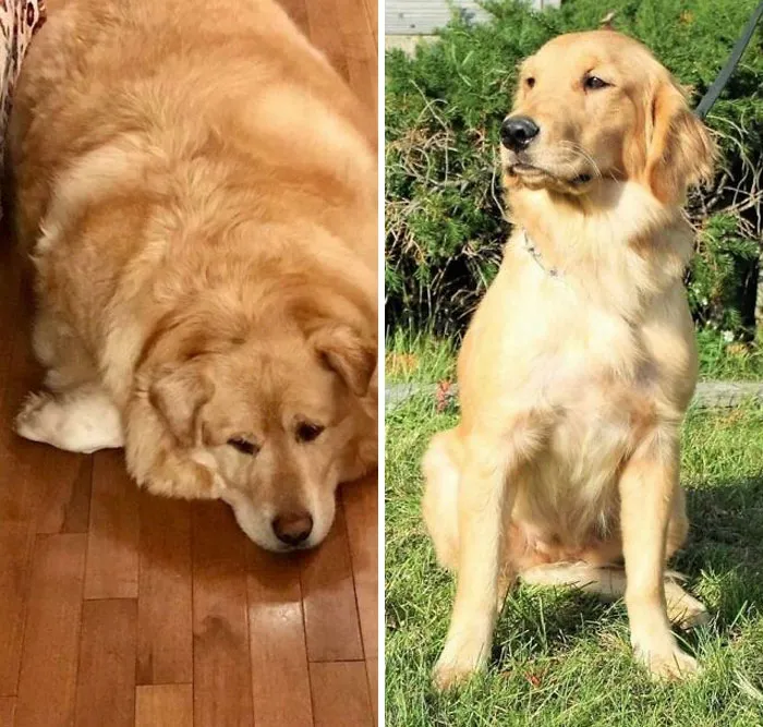Dogs Losing Weight Before After 33 64F03Cad40B8D 700