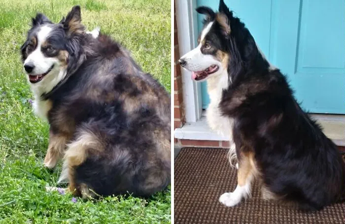 30 Incredibly Heartwarming Dog Weight Loss Transformations
