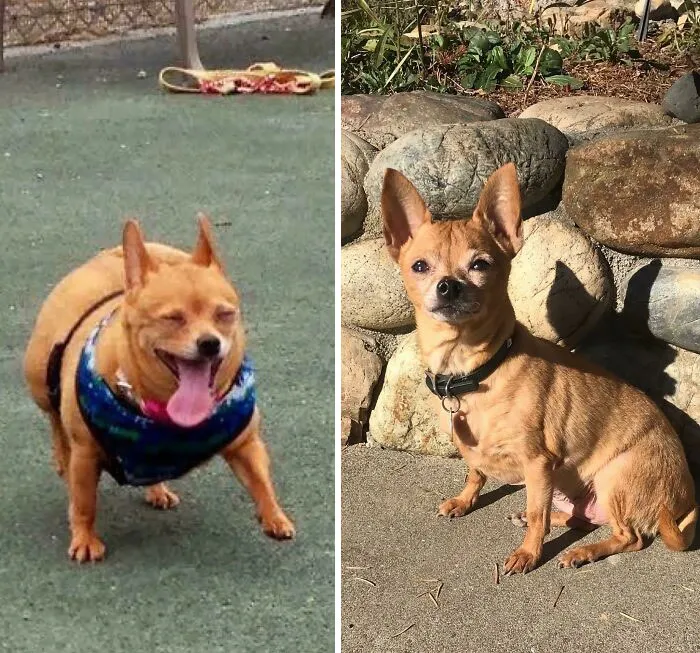 Dogs Losing Weight Before After 39 64F0433B92929 700