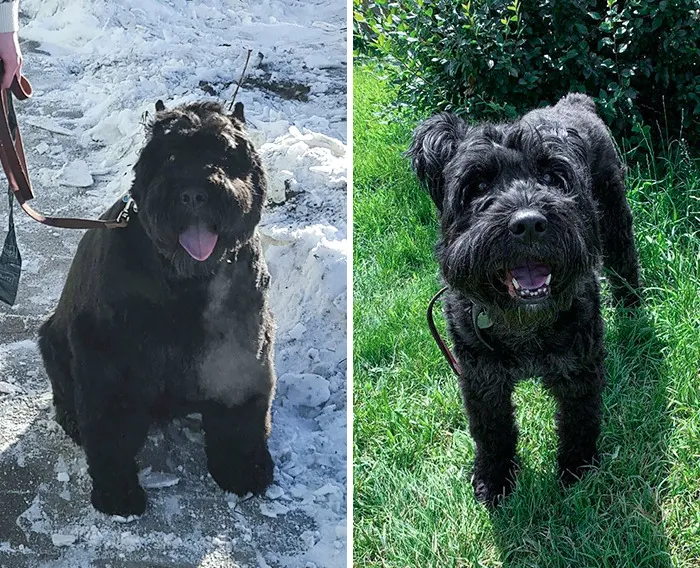 Dogs Losing Weight Before After 4 64D4Fe6Ebb2Fd Png 700