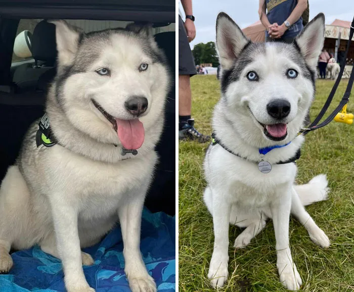 Dogs Losing Weight Before After 43 64F049250D43B 700