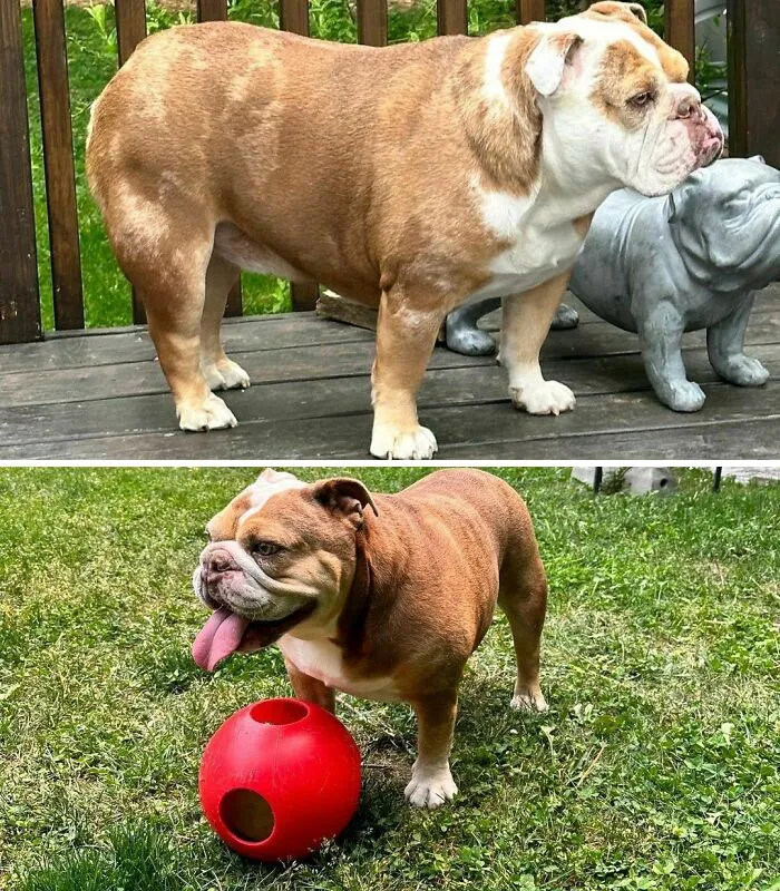 Dogs Losing Weight Before After 48 64F04D3C5150B 700