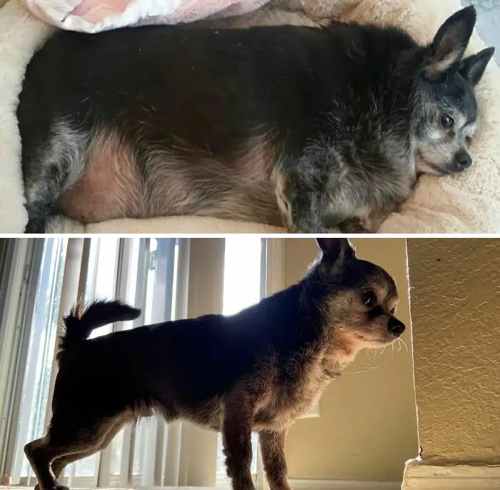 Dogs Losing Weight Before After 49 64F04D7Ab8E9C 700