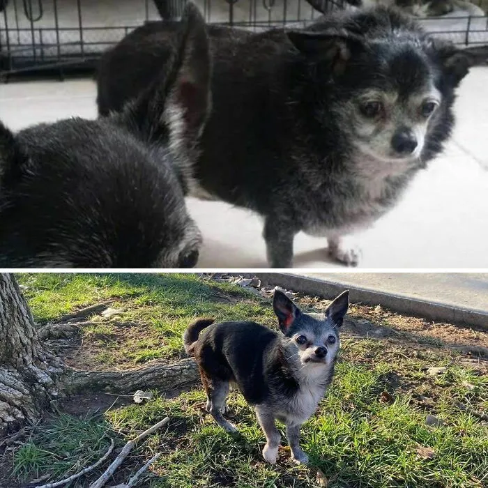 Dogs Losing Weight Before After 5 64Ef51E352E37 700