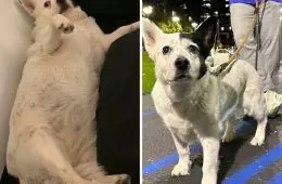 Dogs Losing Weight Before After 52 64F04F4De75Cc 700