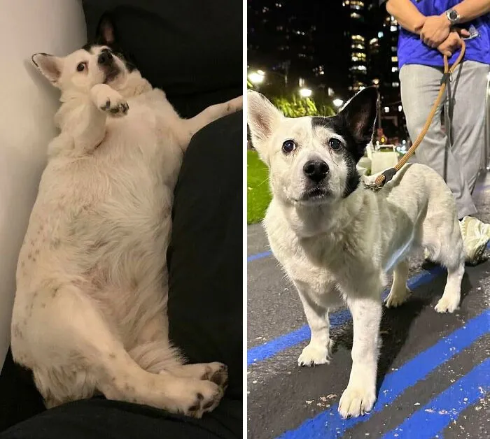 Dogs Losing Weight Before After 52 64F04F4De75Cc 700