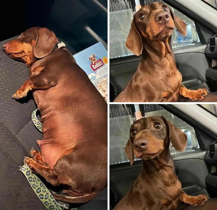 Dogs Losing Weight Before After 53 64F04F969B63D 700