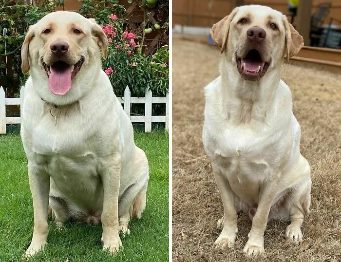 Dogs Losing Weight Before After 54 64F0515Ec8Bac 700
