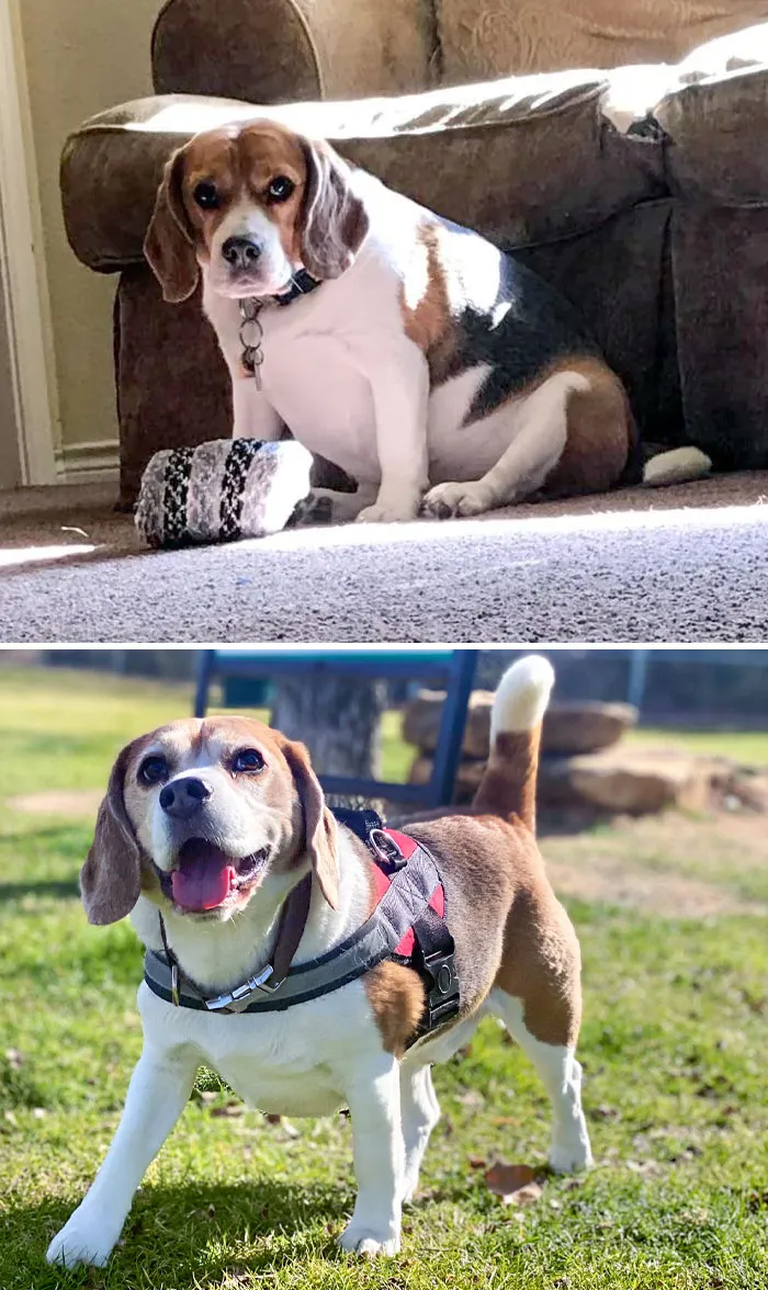 Dogs Losing Weight Before After 63 64C8B6C452269 700